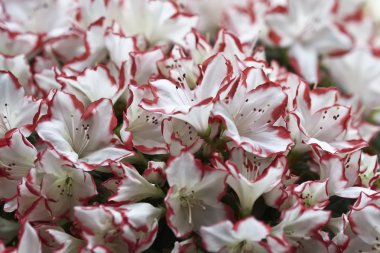 Açelya bitki bir bahçe