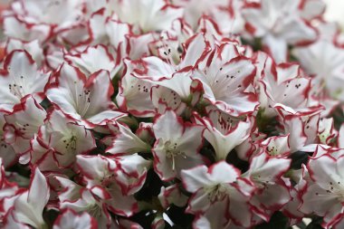 Açelya bitki bir bahçe