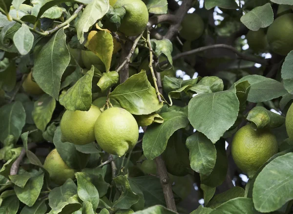 Sicilien, landsbygden, citroner på en citronträd — Stockfoto