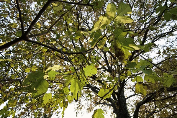 Italy, countryside, figs tree leaves in autumn — Stock Photo, Image