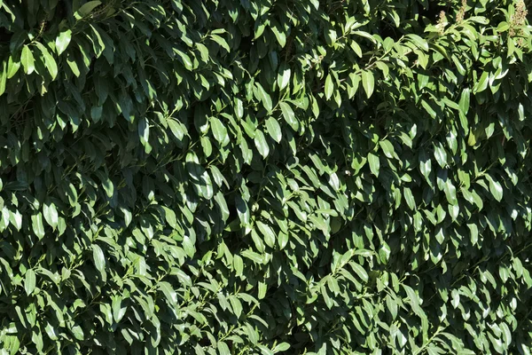 Plantas de laurel de cerezo en un jardín — Foto de Stock