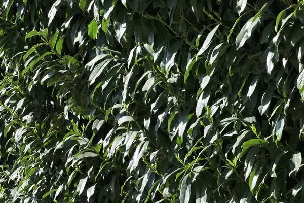 Plantas de laurel de cerezo en un jardín — Foto de Stock