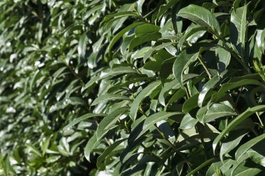 Bir bahçe kiraz laurel bitkilerde