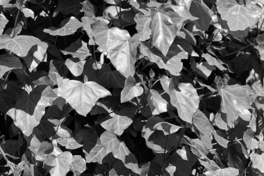 Sarmaşık bitkilerin bir bahçe