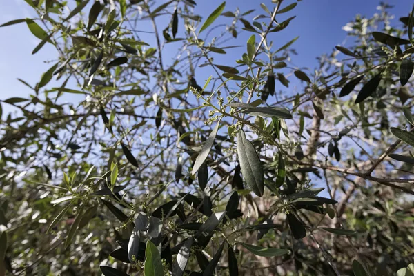 Italy, Sicily, countryside, olive tree