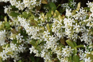 İtalya, Sicilya, Yasemin çiçekleri Bahçe