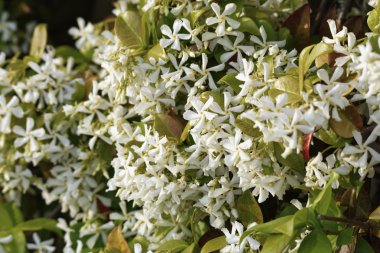 İtalya, Sicilya, Yasemin çiçekleri Bahçe