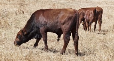 İtalya, Sicilya, Ragusa eyaletinde, kırsal, Sicilya modican inek