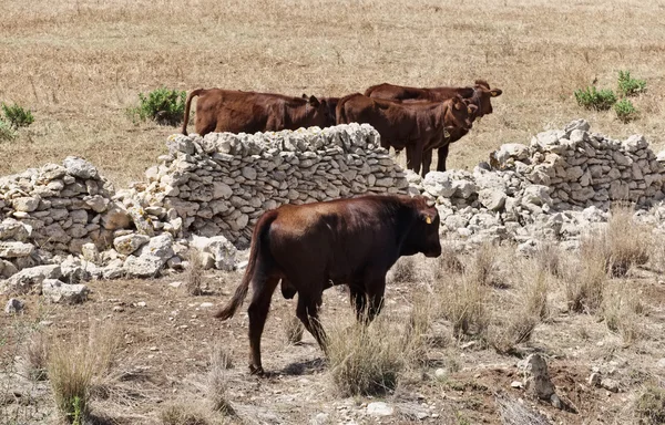 Olaszország, Szicília, Ragusa tartomány, vidék, szicíliai modican tehén — Stock Fotó