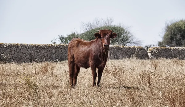 Olaszország, Szicília, Ragusa tartomány, vidék, szicíliai modican tehén — Stock Fotó