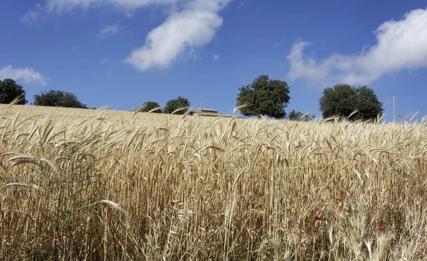 Italy, Sicily, countryside, 	wheat field and carob trees — Stock Photo, Image