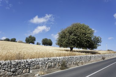 İtalya, Sicilya, Ragusa eyaletinde, kırsal, buğday alan ve keçiboynuzu ağaçları