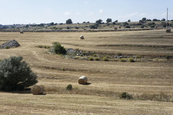 İtalya, Sicilya, Ragusa eyaletinde, kırsal, buğday alan ve keçiboynuzu ağaçları — Stok fotoğraf