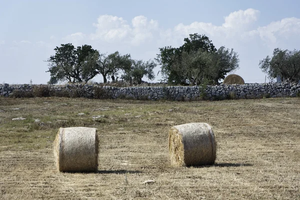 Italy, Sicily, Ragusa Province, countryside, wheat field — Stock Photo, Image