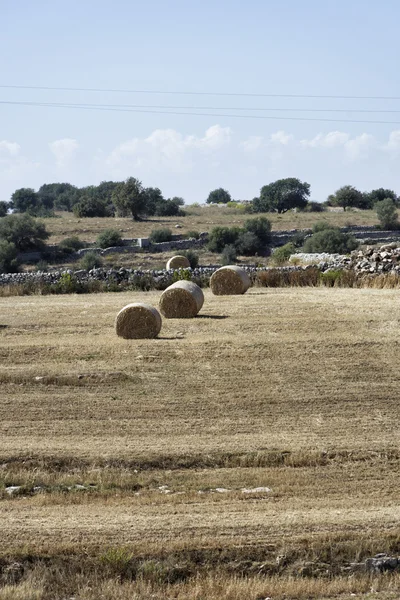 Italia, Sicilia, Provincia di Ragusa, campagna, campi di grano e carrubi — Foto Stock