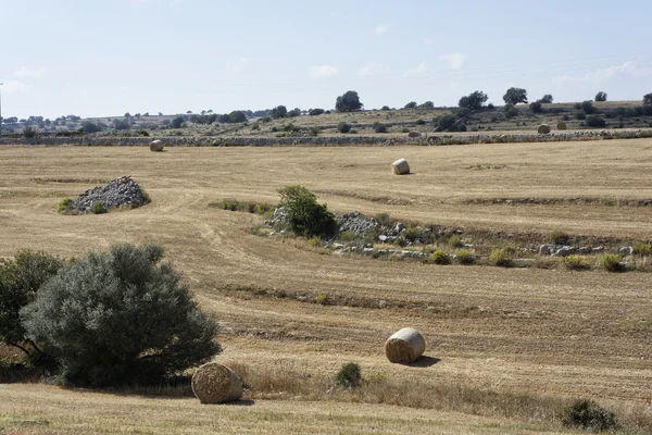 Italy, Sicily, countryside, harvested hay field Stock Picture