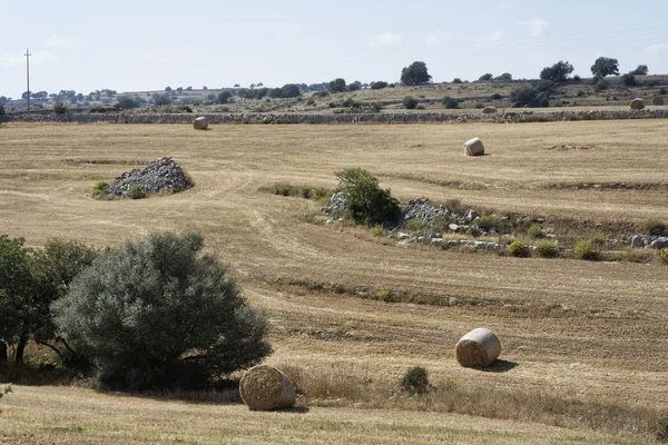 Italy, Sicily, countryside, harvested hay field Royalty Free Stock Photos