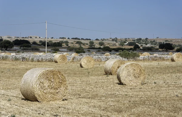 Italy, Sicily, countryside, Ragusa Province, harvested hay field — Stock Photo, Image