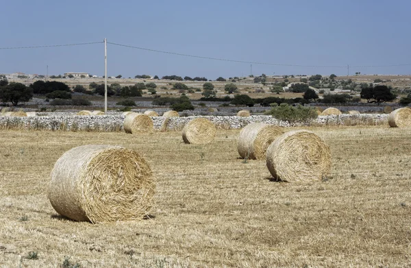 Italy, Sicily, countryside, Ragusa Province, harvested hay field — Stock Photo, Image