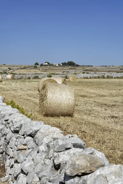 Itália, Sicília, província de Ragusa, zona rural, campo de feno colhido — Fotografia de Stock