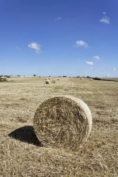 Itália, Sicília, província de Ragusa, zona rural, campo de feno colhido — Fotografia de Stock