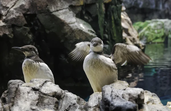 Portugal, Lissabon, gemensamma spetsbergsgrissla fåglar (Uria aalge) på vattenlevande marine park — Stockfoto