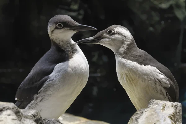 Portugal, Lisboa, Aves Murre Comuns (Uria aalge) no parque aquático marinho — Fotografia de Stock