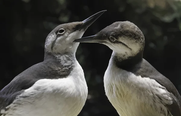 Portekiz, Lizbon, ortak Murre kuşlara (Uria aalge) su Deniz Parkı — Stok fotoğraf