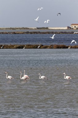 İtalya, Sicilya, Trapani, flamingolar ve balıkçıllar tuz daireler
