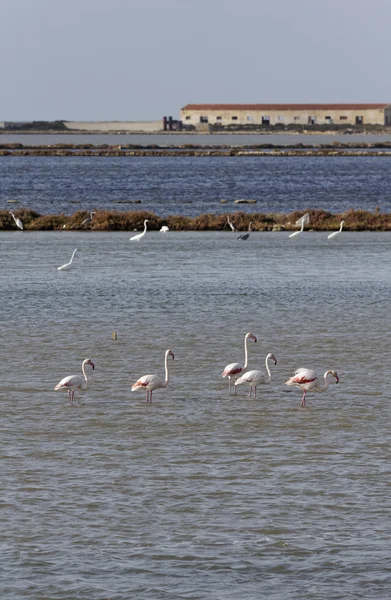 Italy, Sicily, Trapani, flamingos and herons at the salt flats — Stock Photo, Image