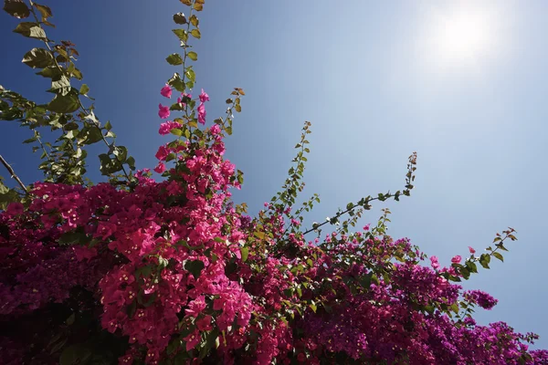 İtalya, Sicilya, kırsal, kırmızı bouganvilleas bir bahçe — Stok fotoğraf