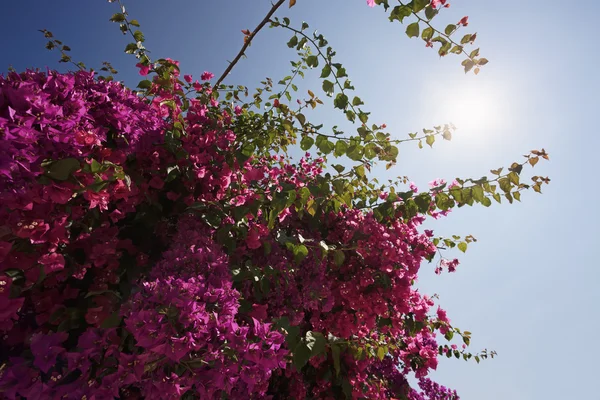 İtalya, Sicilya, kırsal, kırmızı bouganvilleas bir bahçe — Stok fotoğraf