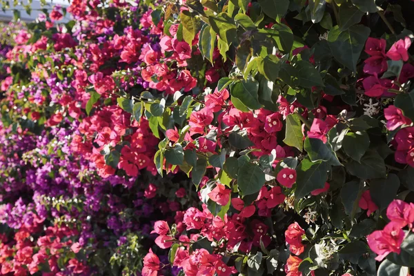 İtalya, Sicilya, kırsal, kırmızı bouganvilleas bir bahçe — Stok fotoğraf