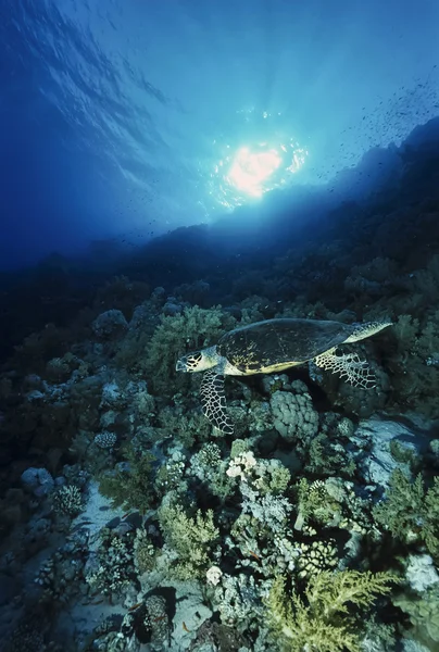 Sudan, röda havet, O.F. foto, havssköldpadda (Caretta caretta) - Film Scan — Stockfoto