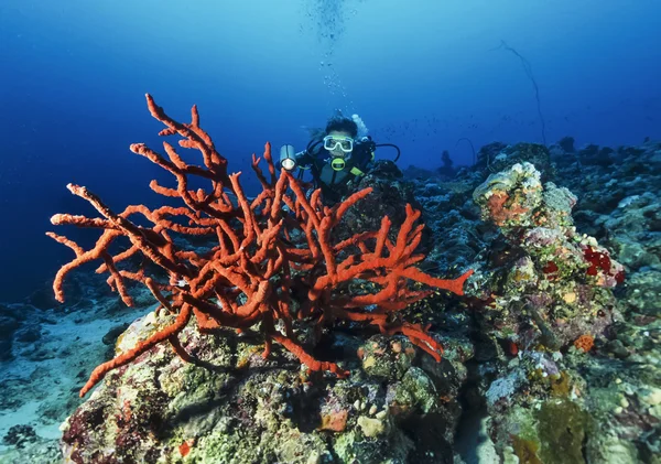 SUDAN, Red Sea, U.W. photo, diver and Orange Finger Sponges (Neoesperiopsis rigida) - FILM SCAN — Stock Photo, Image