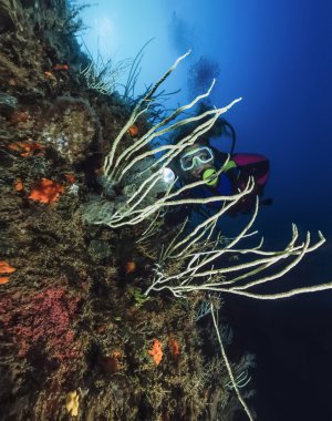 Akdeniz, UW fotoğraf, Tunus, Tabarka, hydroids üzerinde beyaz gorgonians - Film tarama
