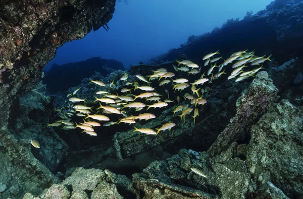 Mısır, red sea, hurghada, UW fotoğraf, maskeli butterflyfish (chaetodon semilarvatus) ve dalgıçlar - film tarama — Stok fotoğraf