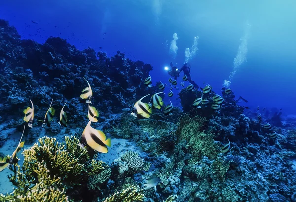 Egito, Mar Vermelho, Hurghada, U.W. foto, Butterflyfish mascarado (Chaetodon semilarvatus) e mergulhadores - FILM SCAN — Fotografia de Stock