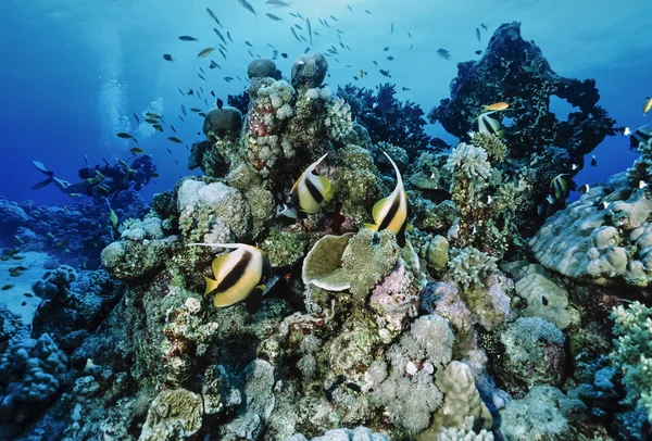 Ägypten, Rotes Meer, Hurghada, u.w. Foto, maskierte Falterfische (Chaetodon semilarvatus) und Taucher - Filmscan — Stockfoto