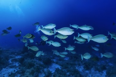 Sudan, Kızıldeniz, UW fotoğraf, tek boynuzlu at balık okul (Naso Brevirostris) - Film tarama