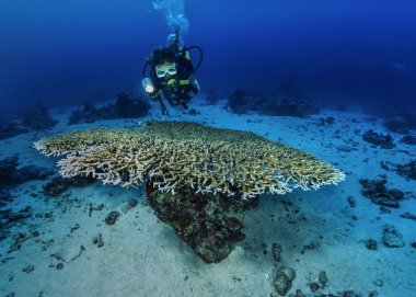 Sudan, Kızıldeniz, UW fotoğraf, staghorn mercan (acropora cervicornis) ve bir dalgıç - film tarama