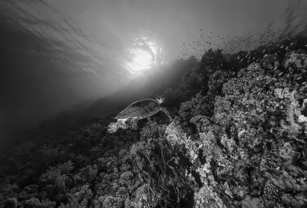 SOUDAN, Mer Rouge, W.U. photo, Tortue de mer (Caretta caretta) - FILM SCAN — Photo