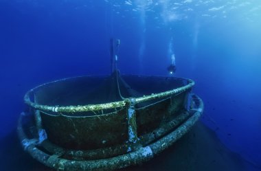 İtalya, Sicilya, Akdeniz deniz, Ponza Adası, su ürünleri yetiştiriciliği ağlar kıyısı açıklarında ada - Film tarama