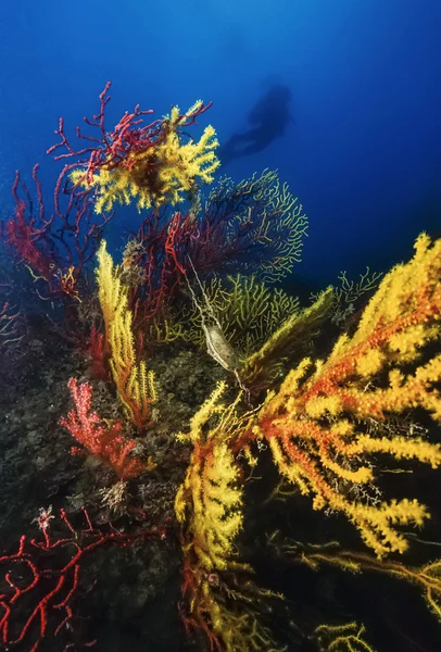 Italy, Calabria, Tyrrhenian sea, U.W. photo,  shark eggs on  yellow/red gorgonians (Paramuricea chamaeleon) - FILM SCAN — Stock Photo, Image