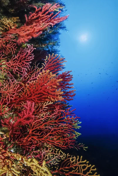 İtalya, Calabria, UW fotoğraf, sarı/kırmızı gorgonians (Paramuricea bukalemun) - Film tarama — Stok fotoğraf