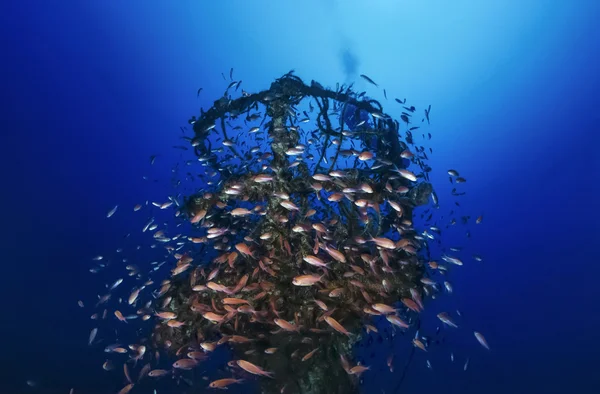 İtalya, calabria, Tiren Denizi, UW fotoğraf, batık dalış, batık gemi (anthias okul) - film tarama — Stok fotoğraf