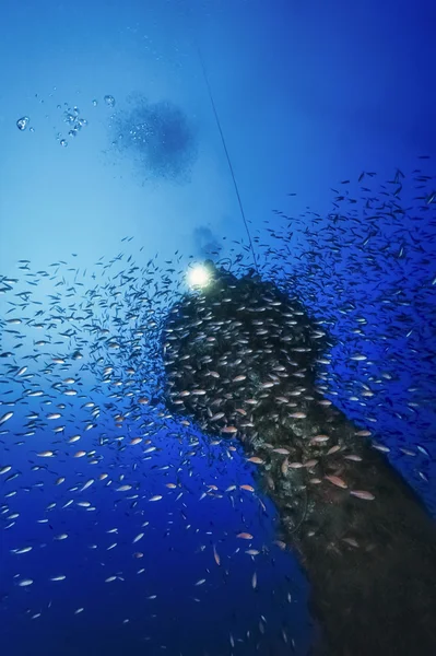 İtalya, calabria, Tiren Denizi, UW fotoğraf, batık dalış, batık gemi (anthias okul) - film tarama — Stok fotoğraf