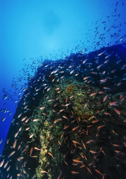 Italië, Calabrië, Tyrrheense Zee, u.w. foto, wrak duiken, gezonken schip (anthias school) - film scannen — Stockfoto