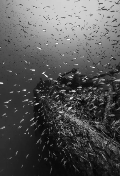 Italia, Calabria, Mar Tirreno, U.W. foto, buceo naufragio, barco hundido (escuela de Anthias) - SCAN DE PELÍCULA — Foto de Stock