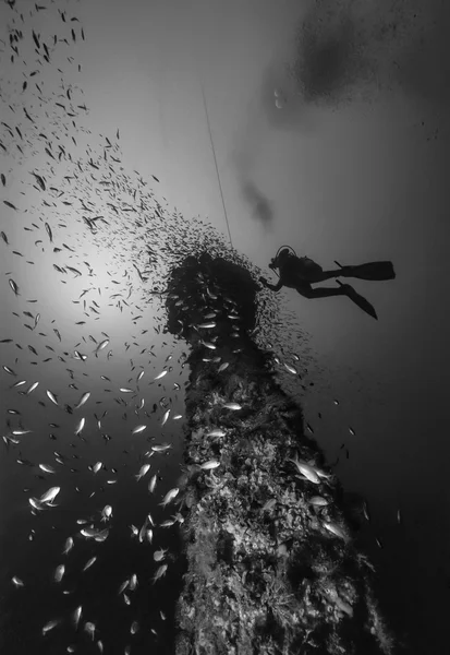 イタリア、カラブリア、ティレニア海、u. w 写真、大破のダイビング、沈没船 (anthias 学校) - フィルムのスキャン — ストック写真
